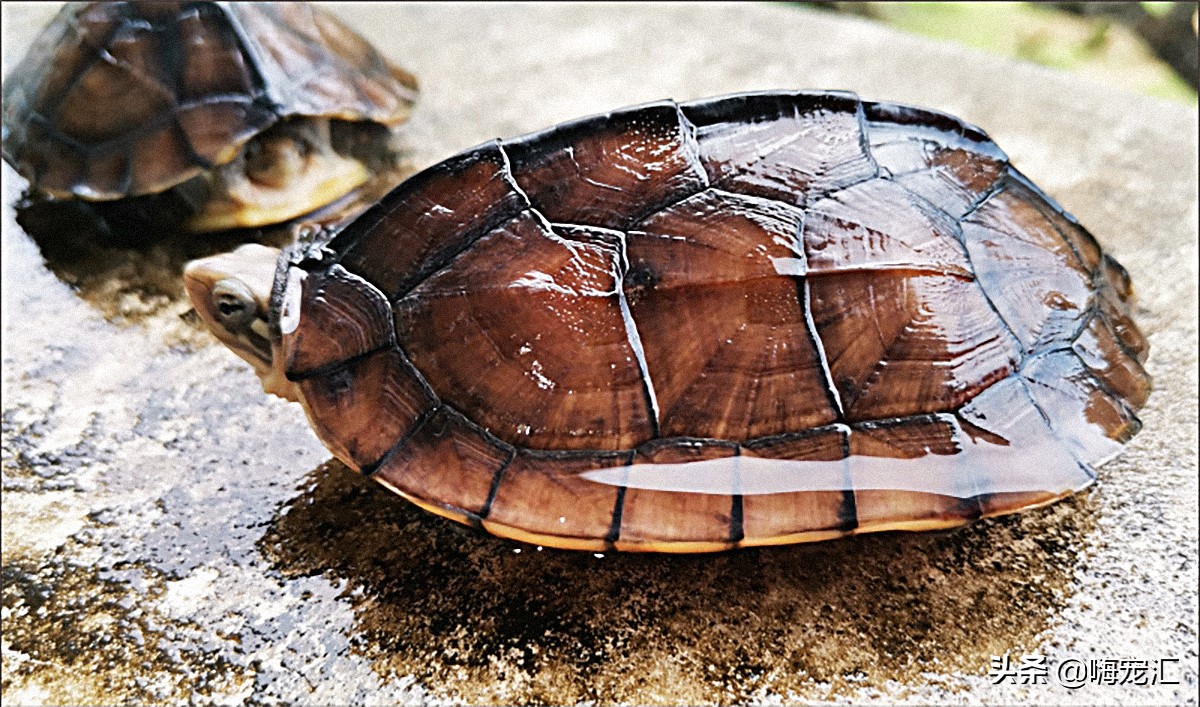 一起云盘龟：黄种人玩黄种龟？嗨宠汇带你领略黄喉之美
