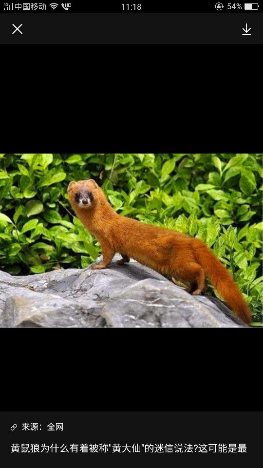 如果这是故事之超市黄鼠狼