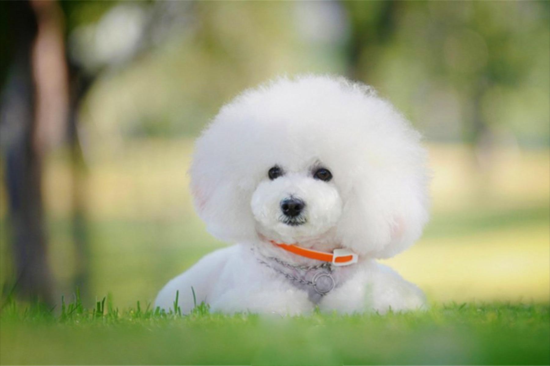 比熊狗吐黄液拉血,比熊狗狗吐黄沫吃什么药