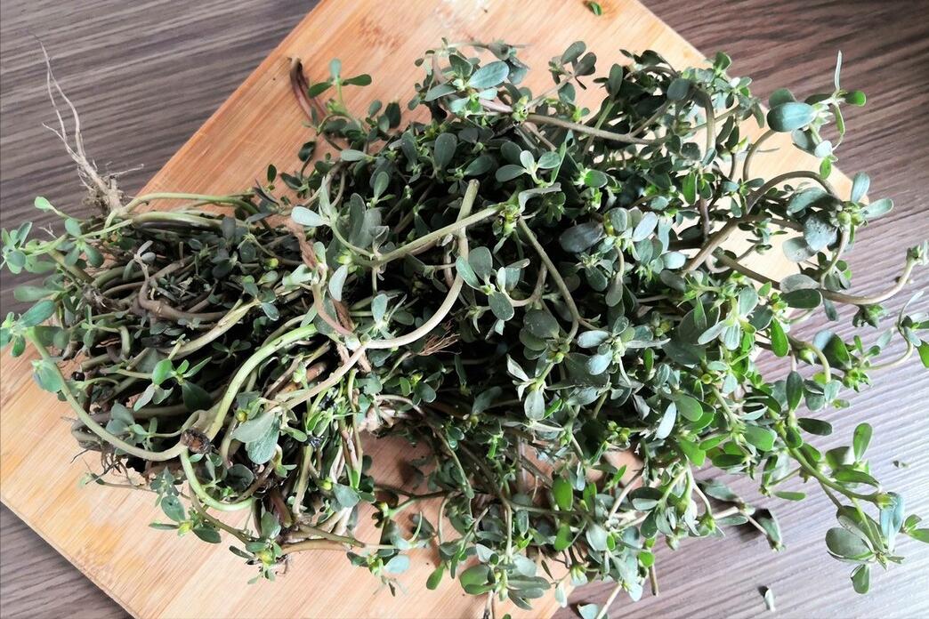 马齿苋不焯水凉拌方法,焯马齿苋放什么不酸