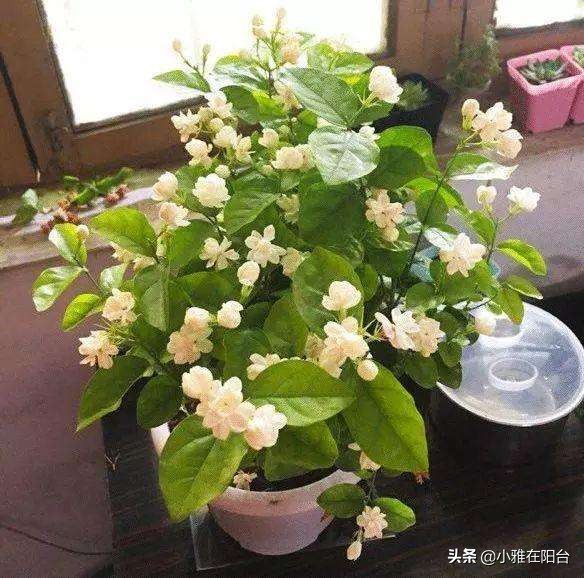 茉莉花盆栽浸盆浇花的正确方法,盆栽茉莉怎样浇水施肥