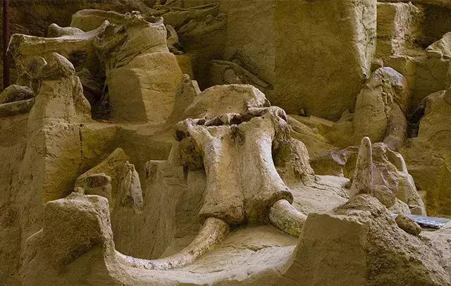 有关猛犸象的知识,猛犸象牙的来历