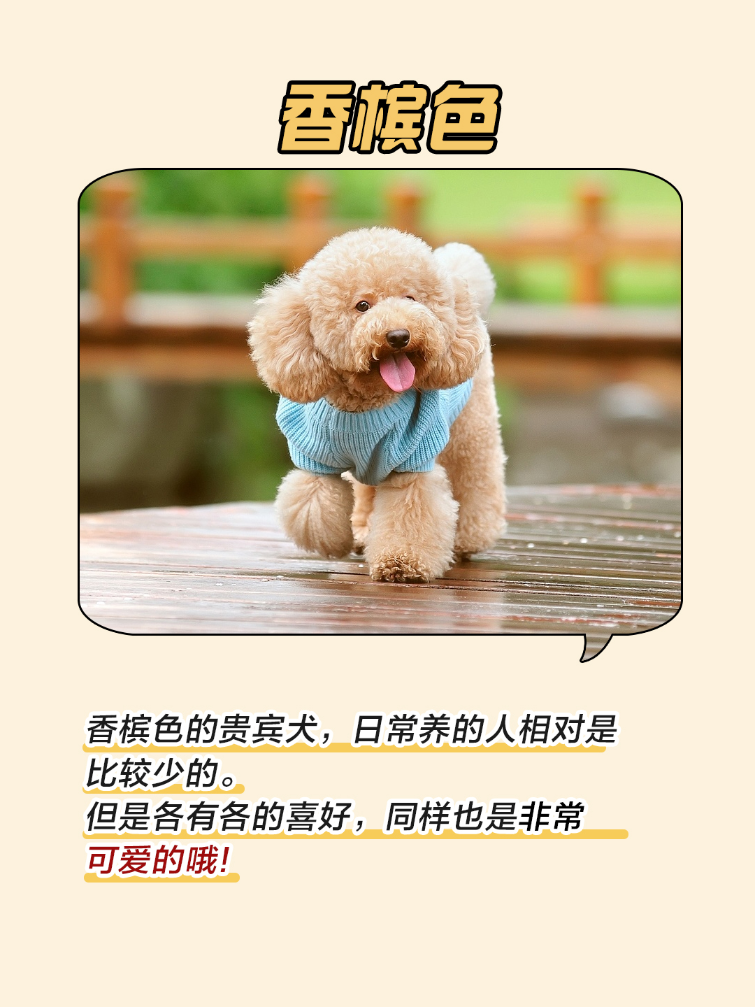 香槟色标准型贵宾犬分几种颜色,灰贵宾犬颜色变化过程