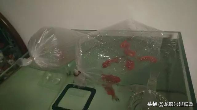 垃圾桶旁边的四方鱼缸，捡回去养了一缸金鱼，别说还挺不错