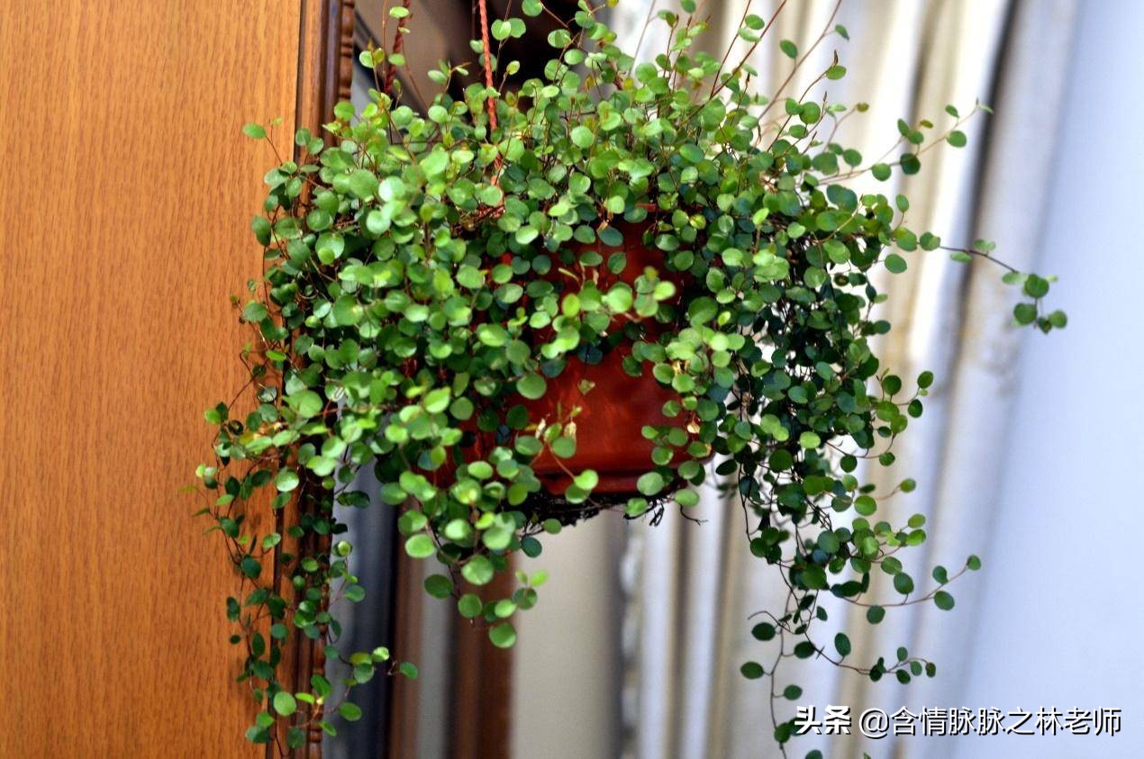 室内三种最旺家庭养植物,家居绿植哪些不适宜养