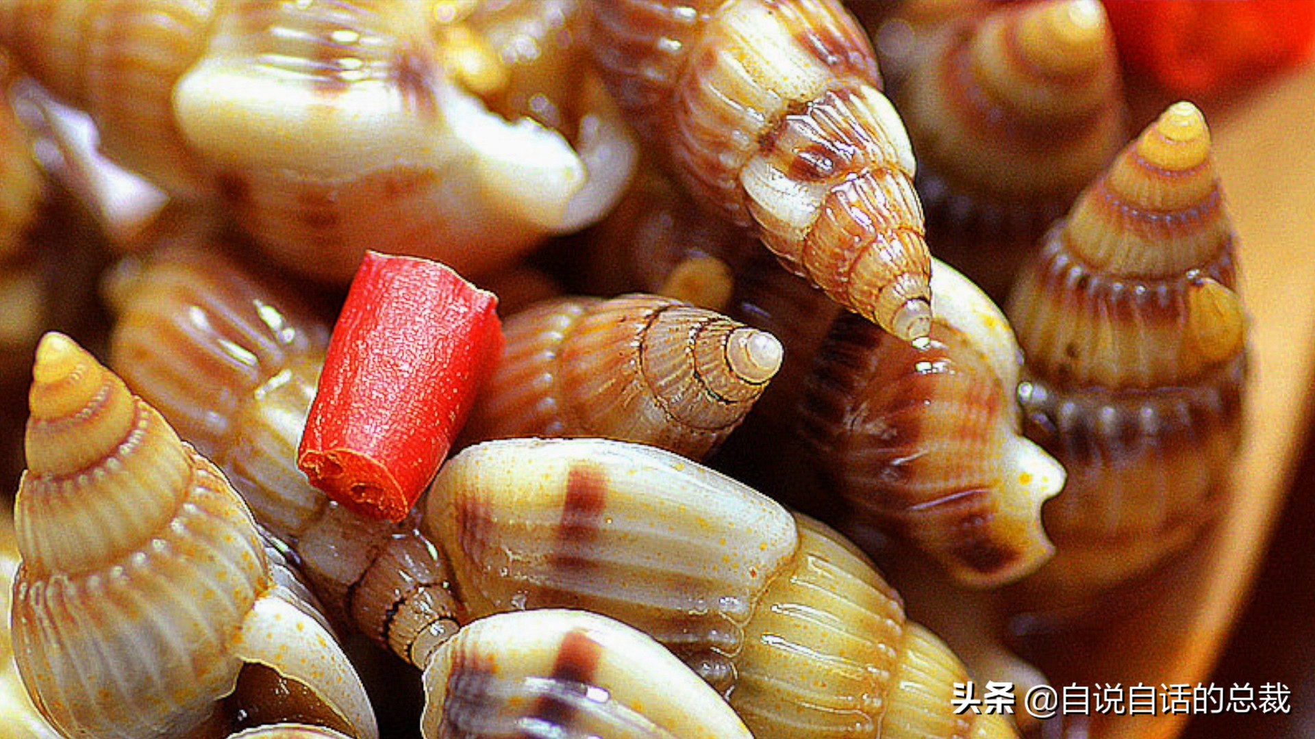 蚶蛤蛏蚬区别,蛤蜊蚶子蛏子区别