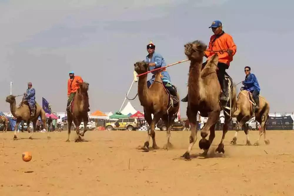 在内蒙古家里没几匹马和骆驼都不能愉快地玩耍了！