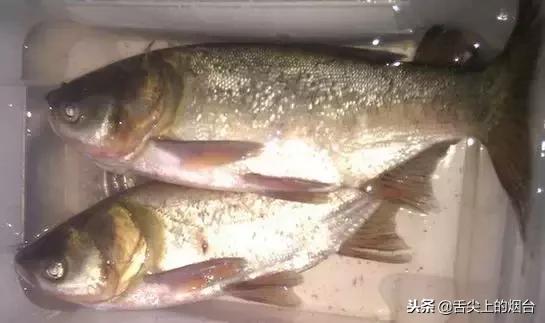 吃鱼有哪些不能吃的,吃鱼的禁忌什么食物