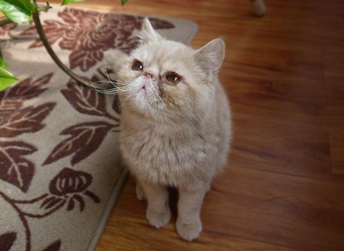 养加菲猫都注意什么,两个月的加菲猫饲养方法食谱