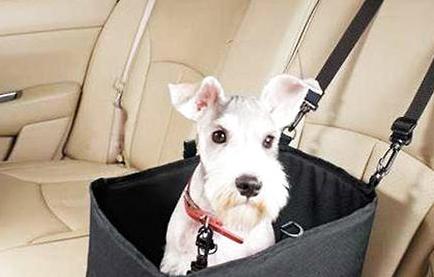 想带狗狗去游乐,带狗狗去旅游需要准备什么