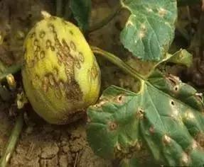 瓜类病害治疗药,瓜类主要病害有哪五条