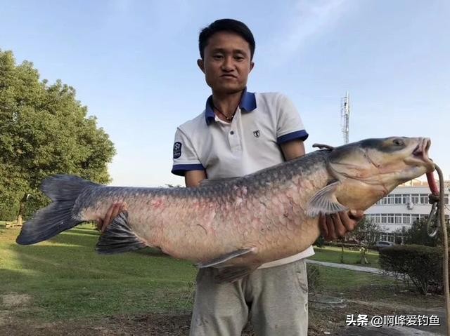 野钓时遇到大鱼的应对方法,野钓遇大鱼用什么钩