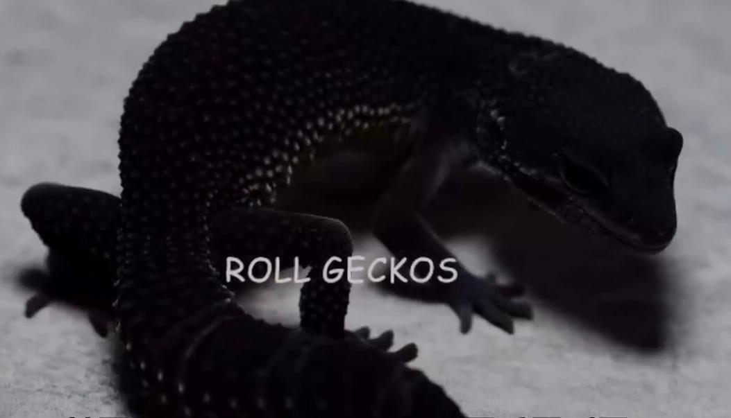 守宫白能繁育吗,纯黑的守宫是怎么来的