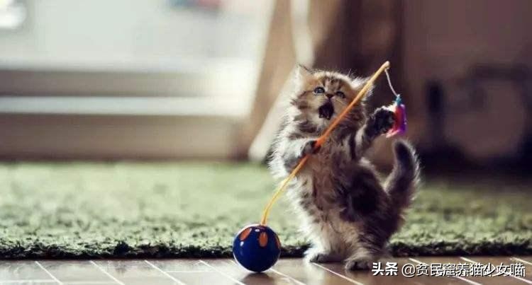 猫咪为什么超爱吃甜食呢,猫咪为什么爱吃肉