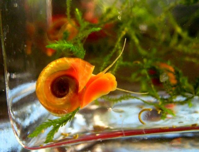 苹果螺会吃藻吗,苹果螺怎么饲养