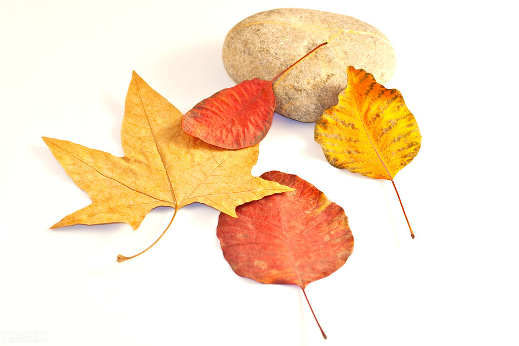 要怎么做漂亮的叶子书签不用火,用叶子怎么做书签简单又漂亮