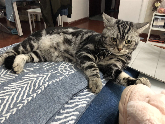 猫咪肺水肿会引起鼻支吗,猫咪肺水肿导致脏器衰竭