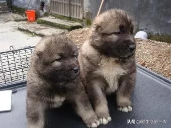 养肉狗的注意事项有哪些,想养狗又怕后悔