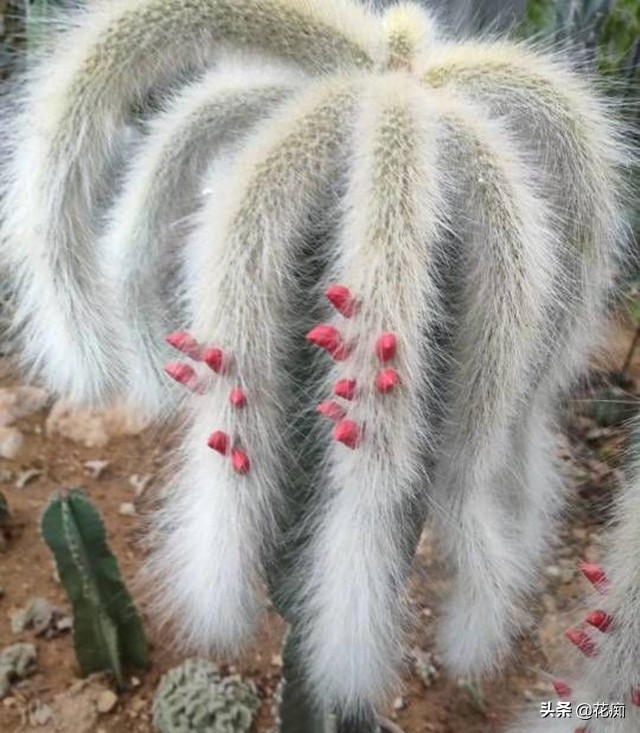 猴尾柱花苞的样子,猴尾柱开花品种大全