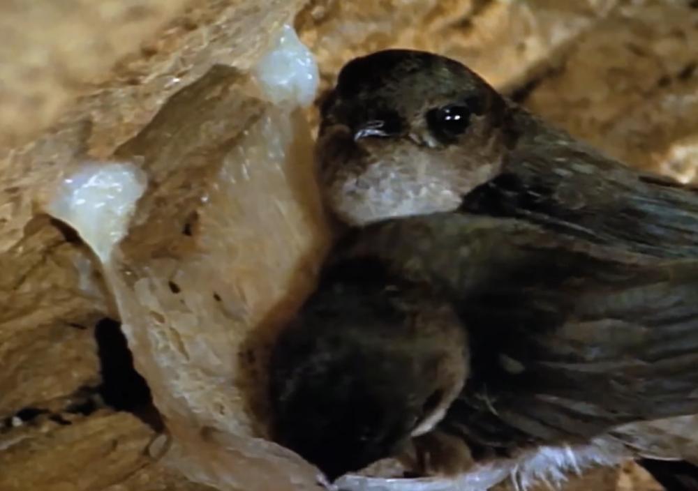 哪种燕子燕窝营养价值高,燕窝到底是燕子的什么食物