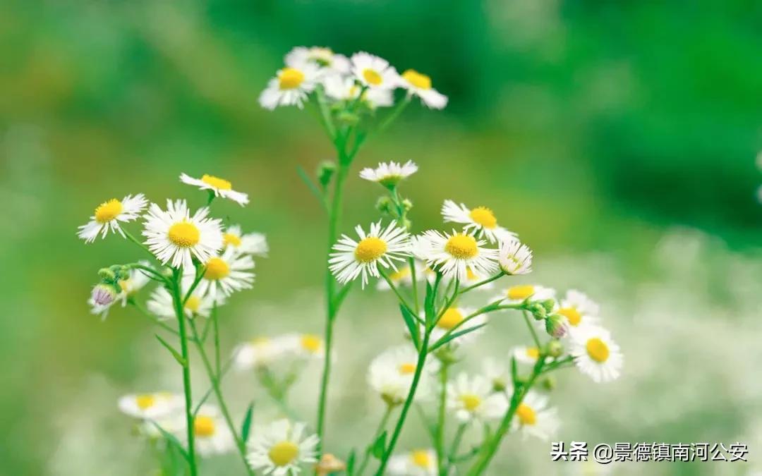 愿你越来越好的诗句,愿你不负时光的经典诗词