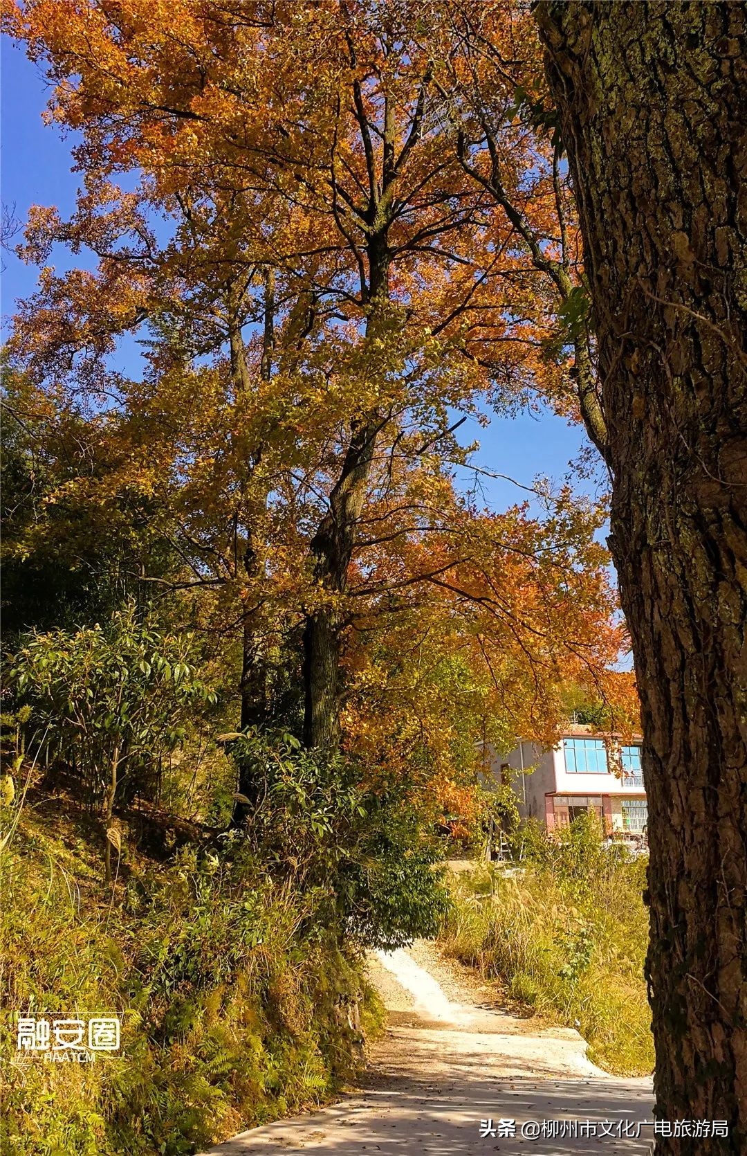 融安风景最好看的地方,融安十大游玩景点