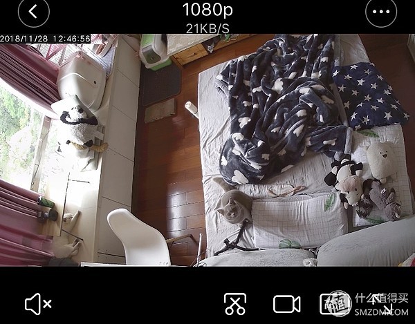 白天不在家猫喂食怎么办,白天不在家猫怎么养