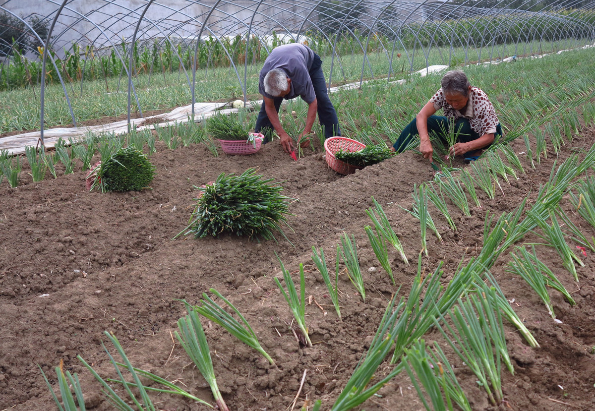了解一种农作物的种植时间过程,种植各种农作物管理方法