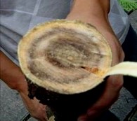 树木病害治疗方法,树木树干病虫害防治方法