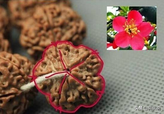 新手推荐什么金刚,骨灰级玩家技巧