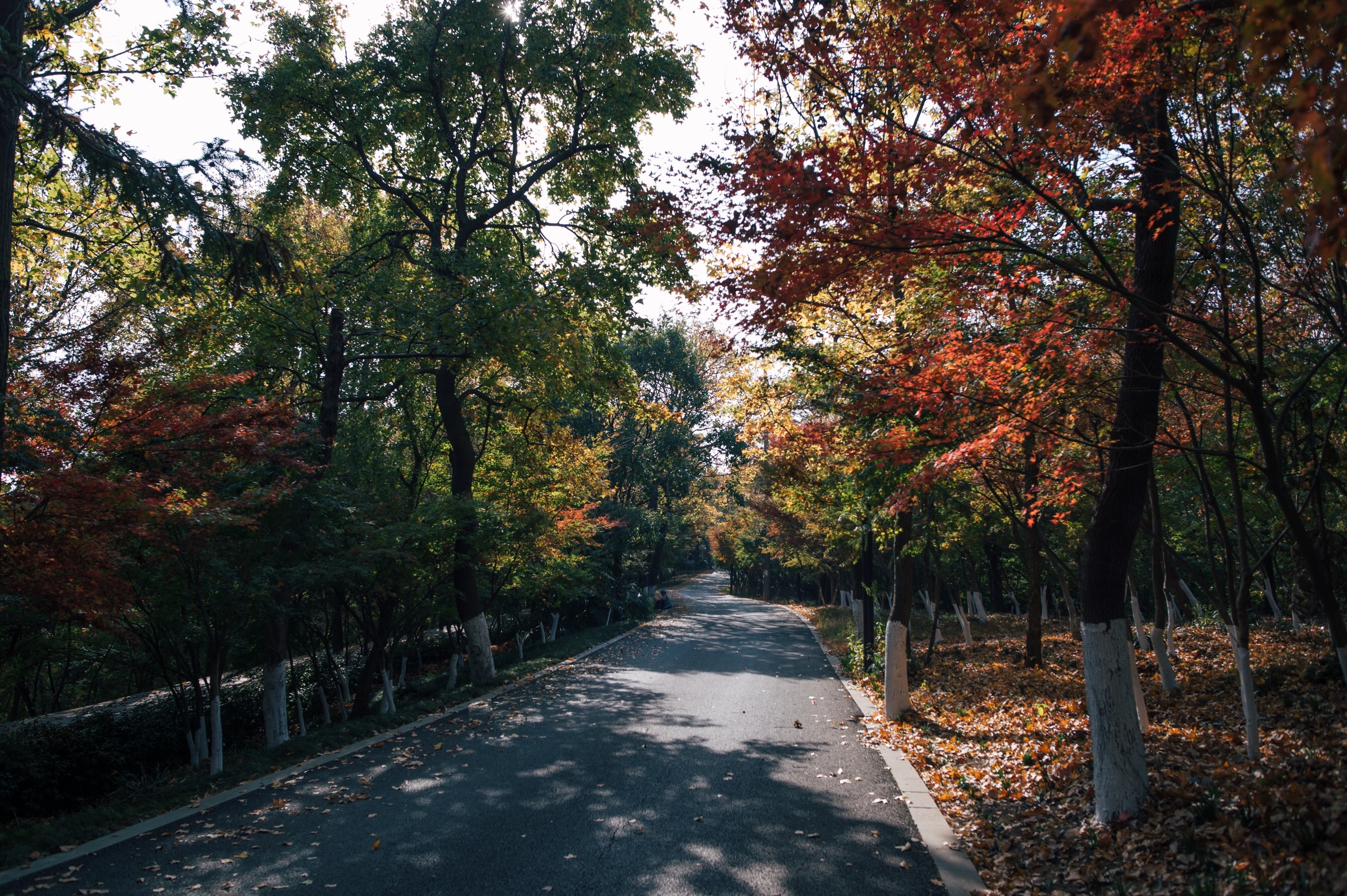 中国四大赏枫胜地南京栖霞山,南京栖霞山进入旅游赏枫季