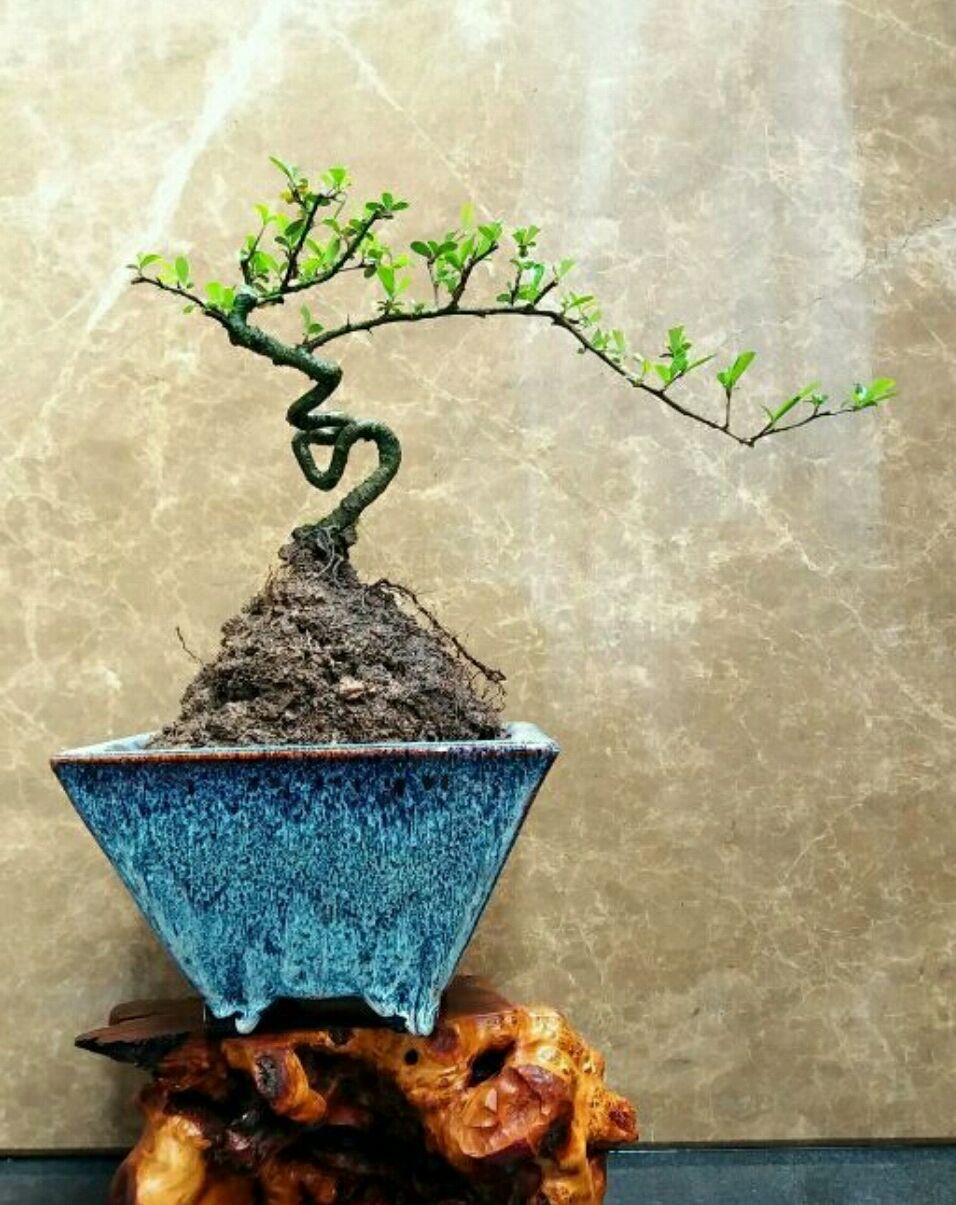 火棘盆景换盆的最佳时间,火棘盆景十一月移栽能成活吗