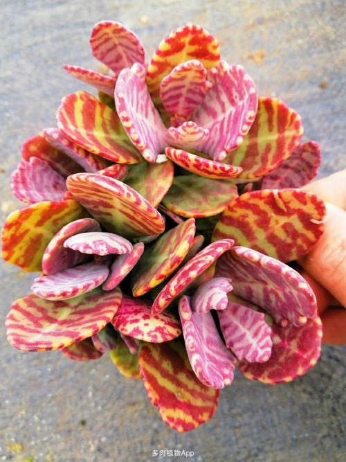 1000种多肉植物图鉴大全大图,景天科1000种多肉植物图鉴