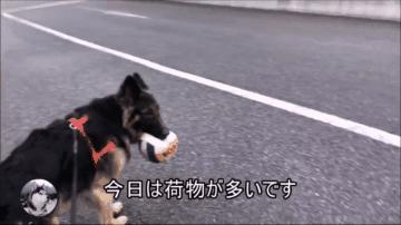 德牧兄弟最新视频,德牧狗5岁了