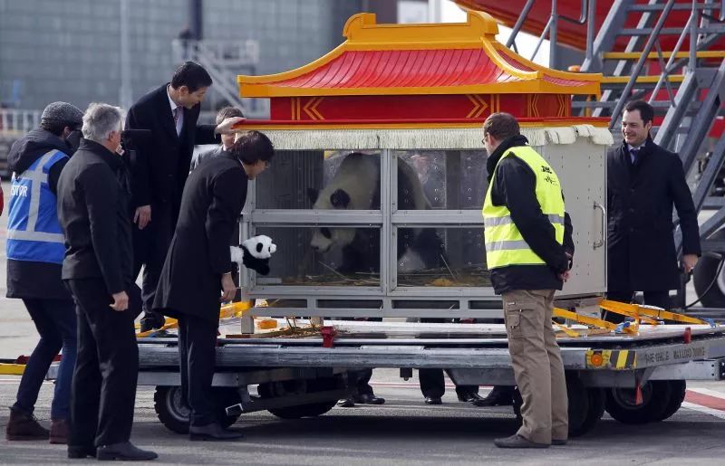 马来西亚为啥退换大熊猫,马来西亚退还中国大熊猫是真的吗