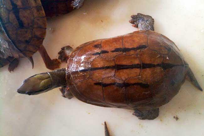 金钱龟是不是骗局,金钱龟未来十年行情