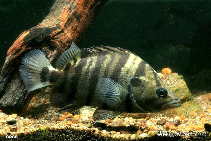 孟加拉银虎鱼是夜行鱼吗,黑色的虎鱼是哪个品种