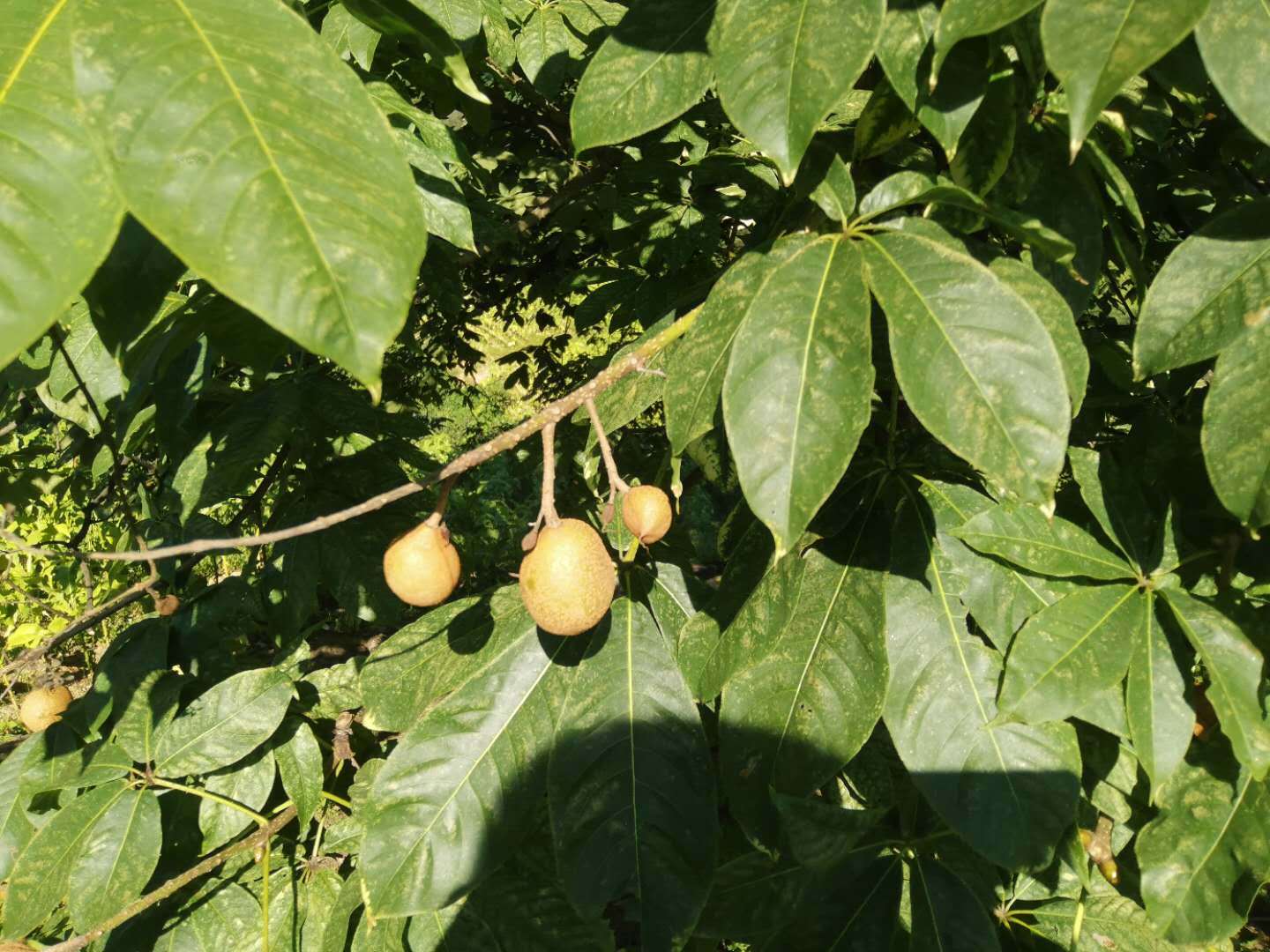 罗汉果提取物有什么用,娑罗子提取物药理作用