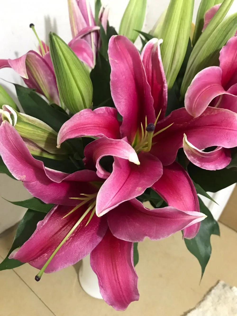 香水百合鲜切花云南鲜花基地,什么颜色的百合最好养活