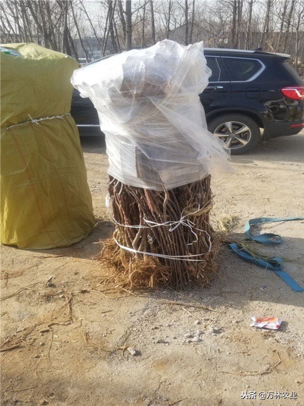 黑卡苹果品种,嘎啦果苹果什么价格