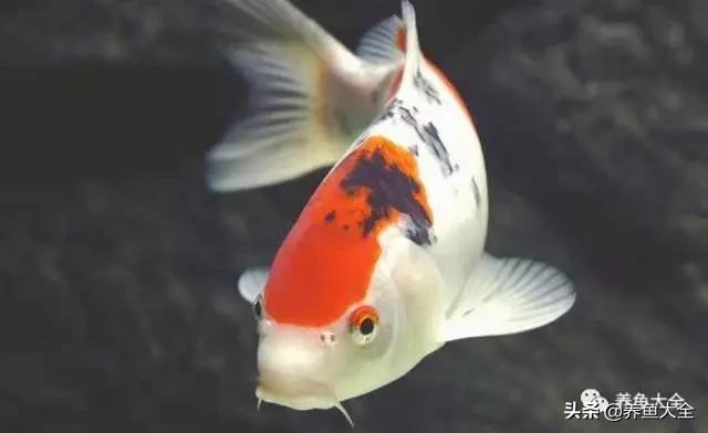 鱼发生水霉病用什么药,鱼严重水霉怎么治疗