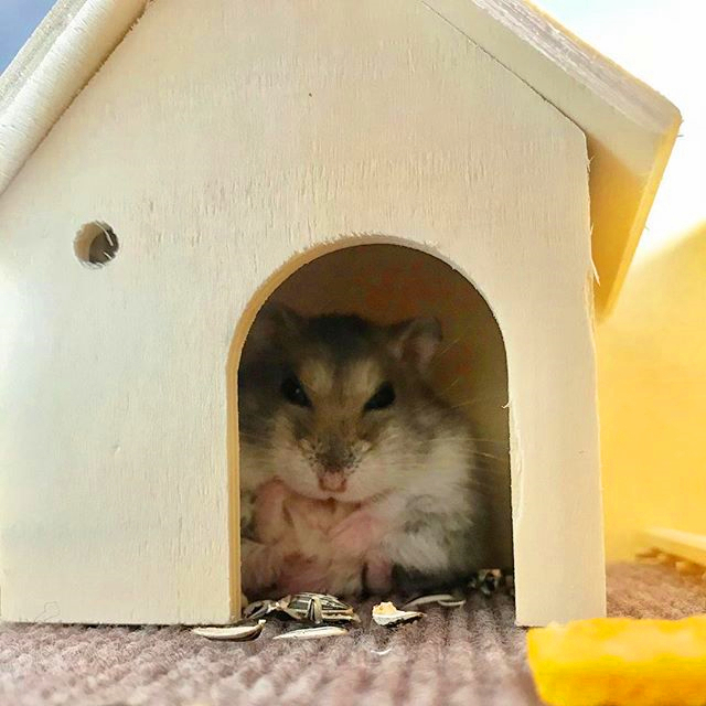 仓鼠陪主人复习功课，因玩性太重，无奈被送回鼠笼