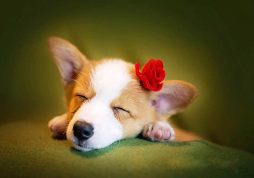 女狗来月经怎么办？狗的护理措施跟人有区别吗？怎么处理？