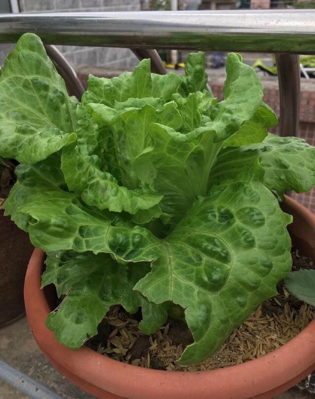 阳台养的菜苗蔫了怎么办,在阳台种的菜苗又细又高
