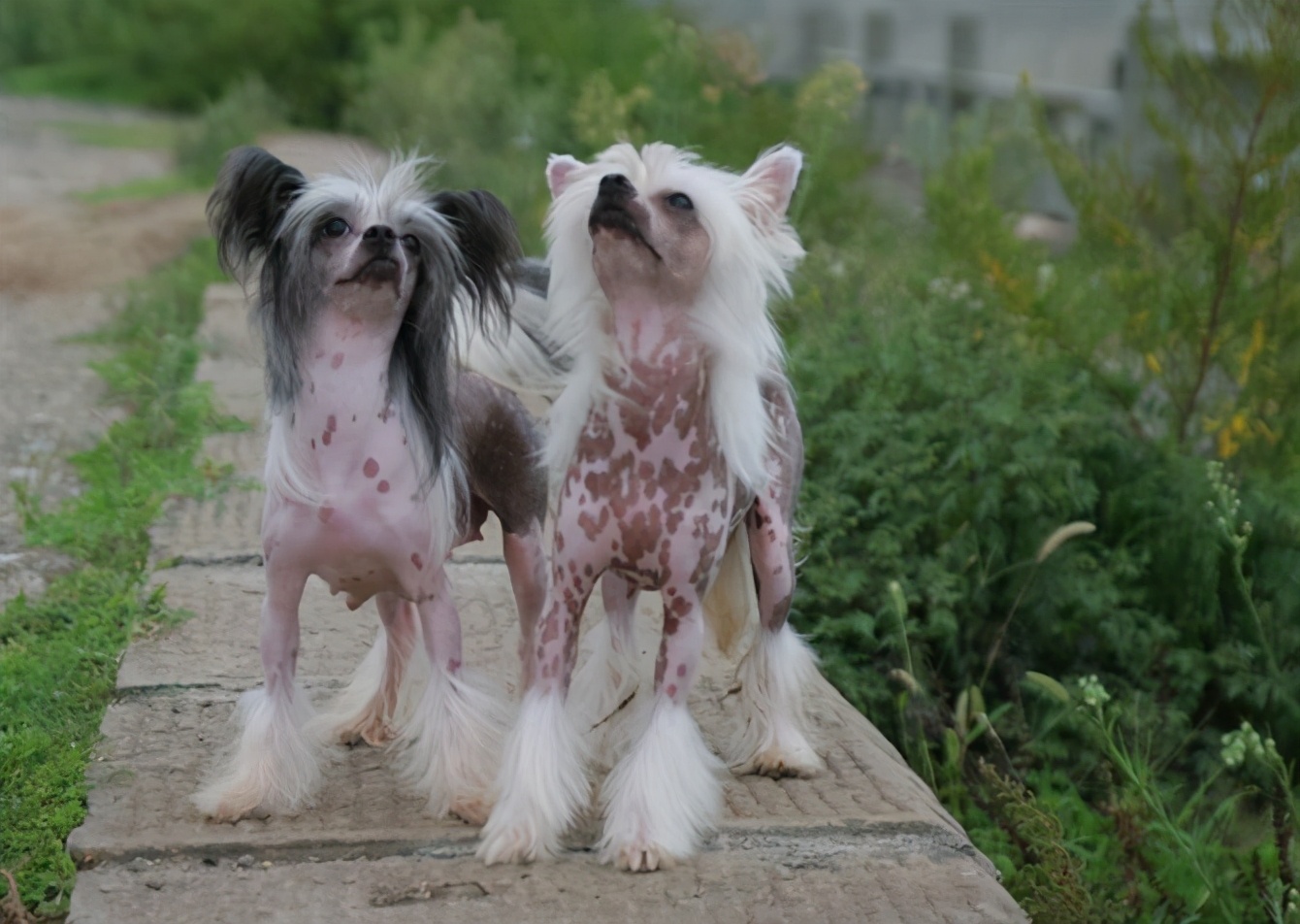 盘点7种常见的中华田园犬,55个中华田园犬品种你喜欢哪一个