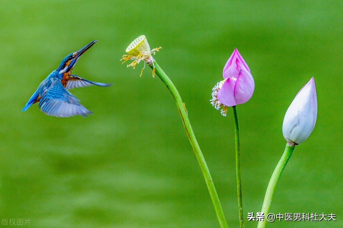得了前列腺炎怎么食疗,得了前列腺炎吃啥药好得快