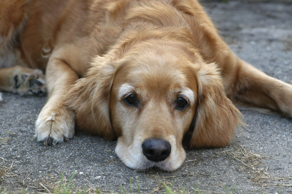 狗狗吐黄水是怎么回事怎么治疗,狗狗吐黄水是怎么回事怎么办
