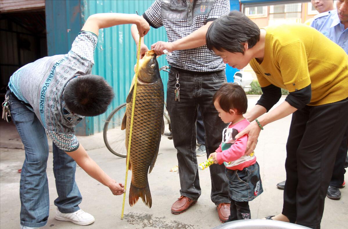 50斤的鲤鱼有多长多宽,50斤鱼算大吗