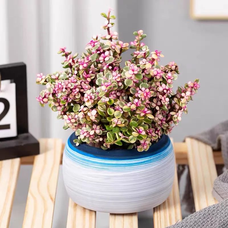 家里一定要养一盆金枝玉叶,大盆养金枝玉叶