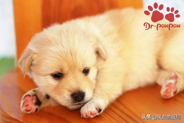 泰迪狗脚疼是怎么回事,泰迪狗脚趾缝红肿怎么办